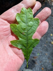 Quercus × rosacea, photograph (c) Jamie O'Neill, some rights reserved (CC BY)