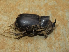 Heterogomphus rugicollis