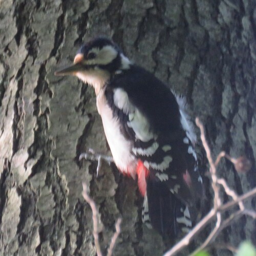 Great Spotted Woodpecker