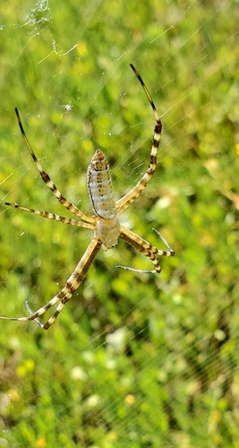 Banded Garden Spider