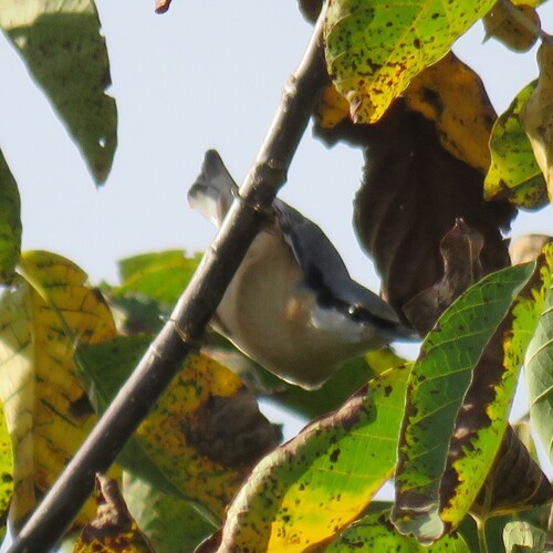 Eurasian Nuthatch