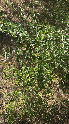 Yaupon Holly