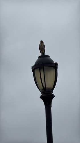 Cooper's Hawk