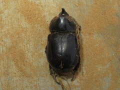 Heterogomphus rugicollis