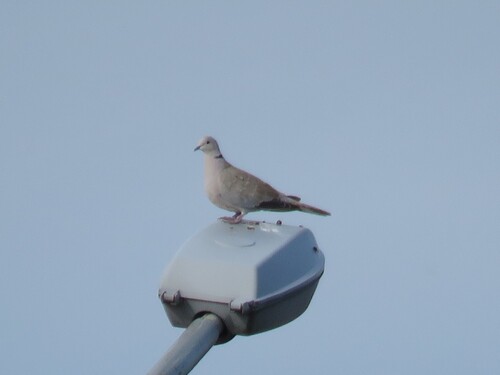 Eurasian Collared-Dove