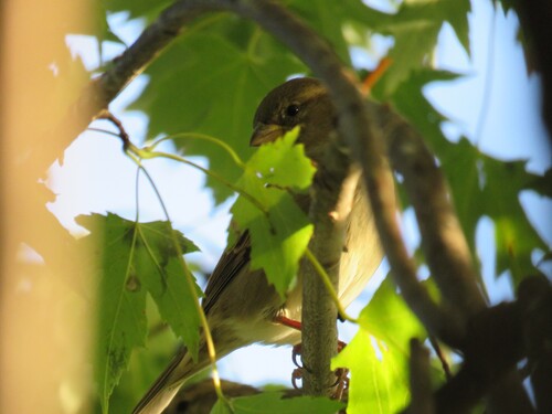 House Sparrow