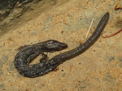 Petracola waka