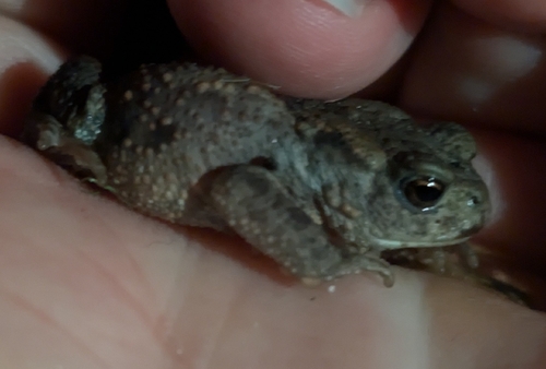 European Toad