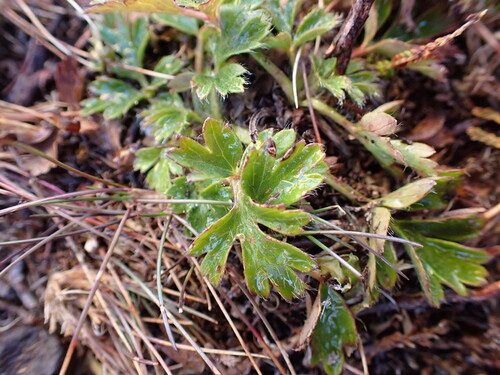 Pulsatilla vernalis