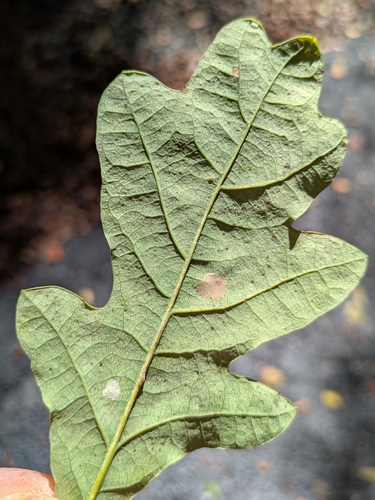 Quercus × rosacea, photograph 3