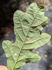 Quercus × rosacea, photograph (c) Jamie O'Neill, some rights reserved (CC BY)
