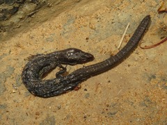 Petracola waka