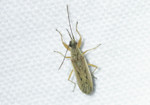 Paromius gracilis