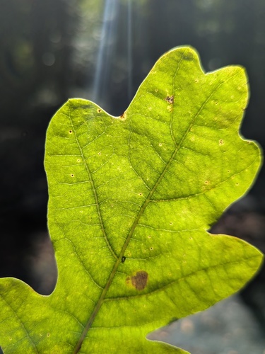 Quercus × rosacea, photograph 4