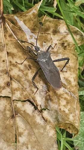 Acanthocephala terminalis