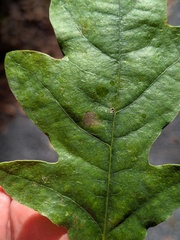 Quercus × rosacea, photograph (c) Jamie O'Neill, some rights reserved (CC BY)