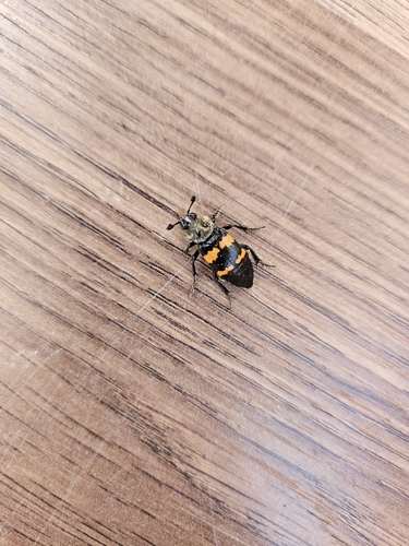 Tomentose Burying Beetle