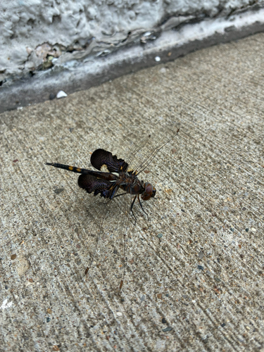 Black Saddlebags