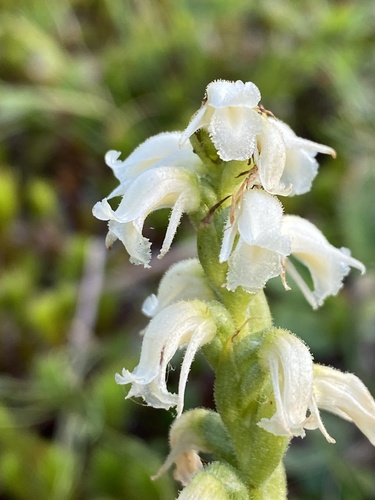 yellow nodding ladies' tresses