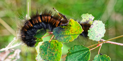 Fox Moth