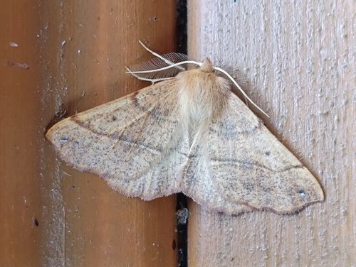 Feathered Thorn
