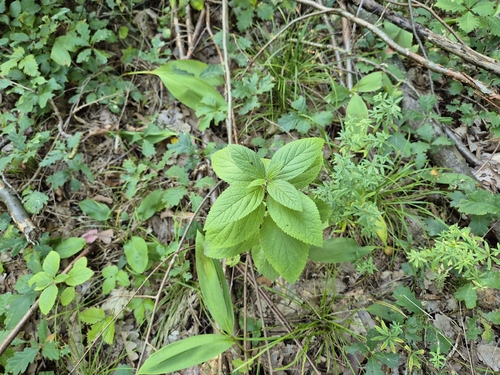 Melittis melissophyllum, photograph 5
