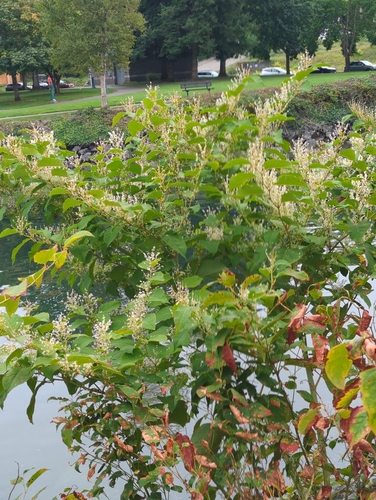 Japanese knotweed