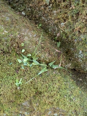 Asplenium rhizophyllum