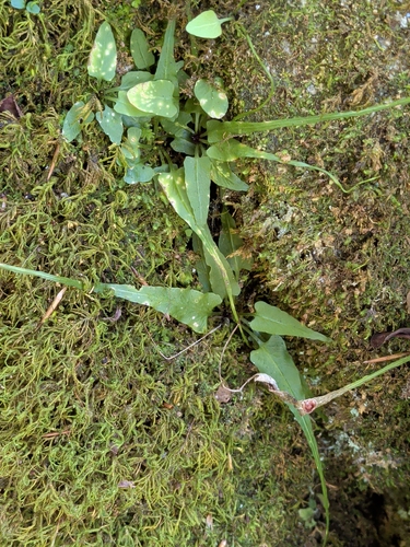 Asplenium rhizophyllum, photograph 2