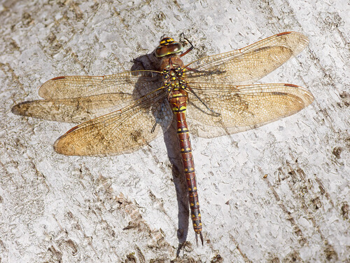 Sedge Darner