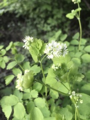 Thalictrum baicalense