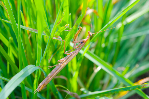 European Mantis