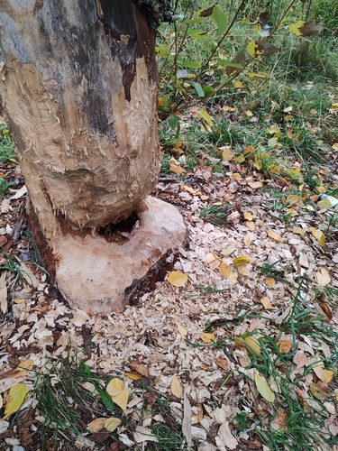 Eurasian Beaver