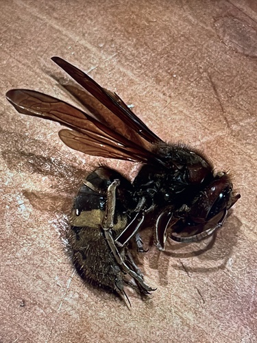 European Hornet