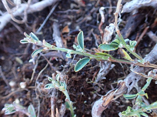 Genista pilosa