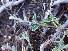 Genista pilosa