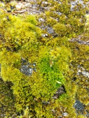 Vinealobryum vineale