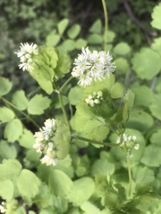 Thalictrum baicalense