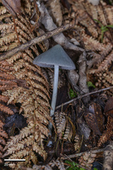 Entoloma canoconicum