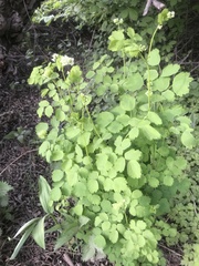 Thalictrum baicalense