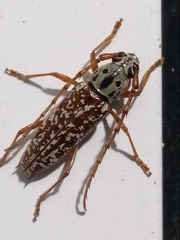 Elaphidion splendidum