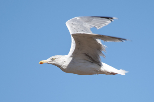 European Herring Gull