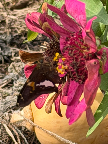 Silver-spotted Skipper