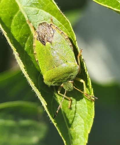 Green Shield Bug