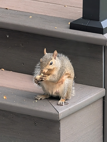 Eastern Fox Squirrel