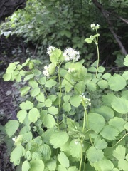 Thalictrum baicalense