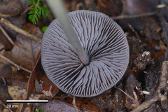 Entoloma canoconicum