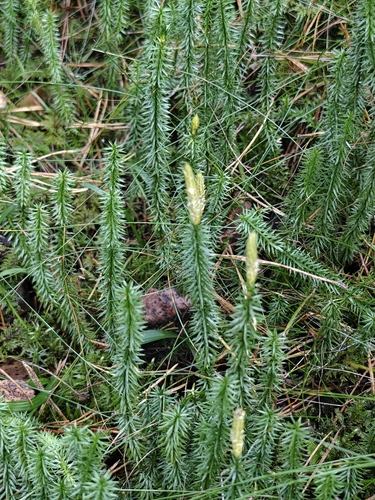 interrupted clubmoss