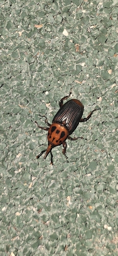 Red Palm Weevil