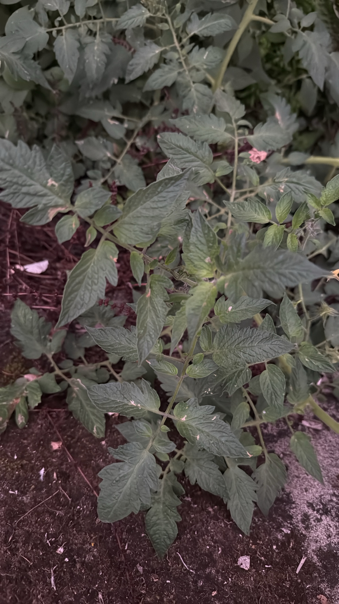 Frutilla